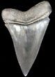 Large, Black Fossil Mako Shark Tooth - Georgia #39887-1